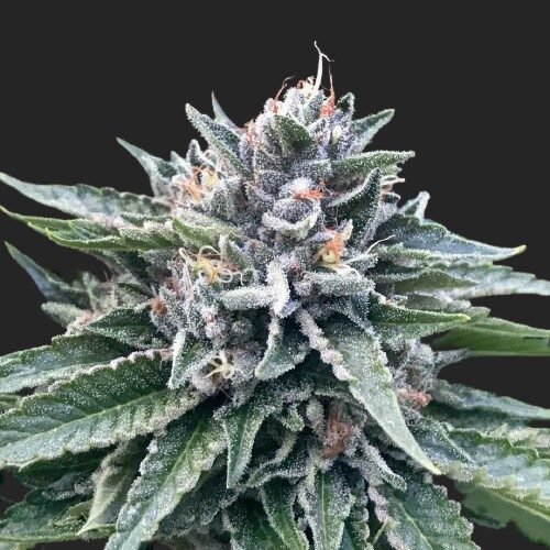 Buy Sorbet #4 Marijuana Seeds Online Canada