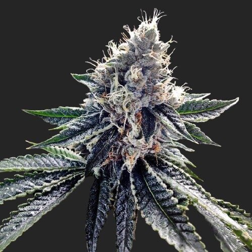 Buy Sour Kosher Cannabis Seeds Online Canada