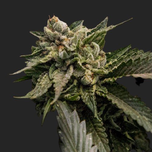 Buy Strawberry Sorbet Marijuana Strain Seeds Online Canada