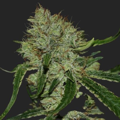 Buy Tangilope Strain Marijuana Seeds Online Canada