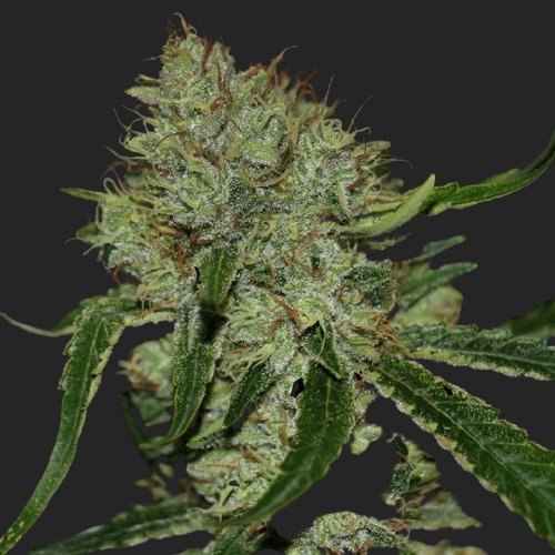 Buy Tangilope Strain Marijuana Seeds Online Canada