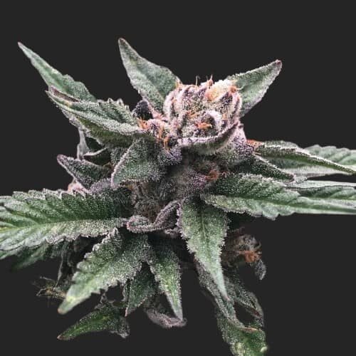 Buy Triple Scoop Marijuana Seeds Online Canada