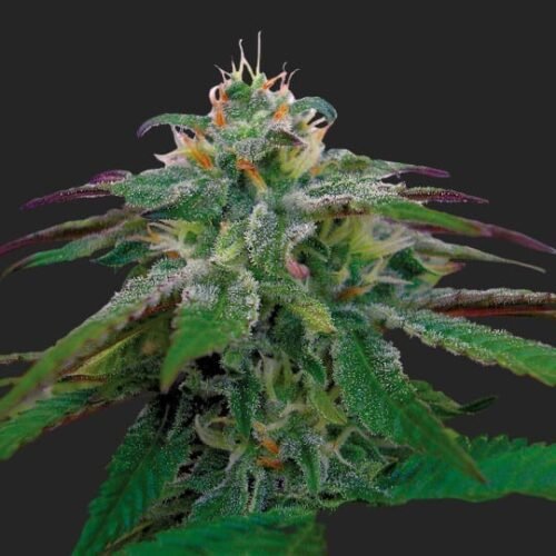 Buy X18 Pure Pakistani Marijuana Strain Seeds Online Canada