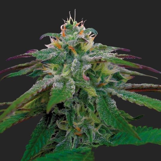 Buy X18 Pure Pakistani Marijuana Strain Seeds Online Canada