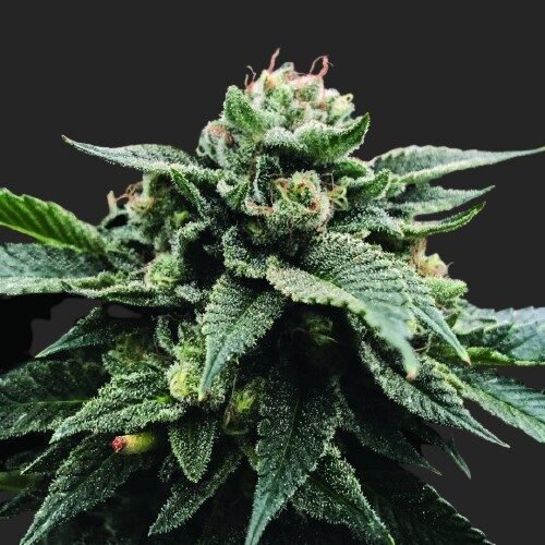 Buy Sorbet Stash Marijuana Seeds Online Canada