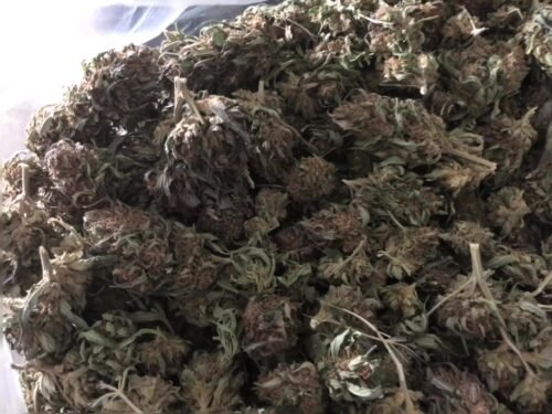 Khalifa Kush (Hybrid) - Image 290