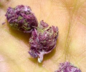 Buy Girl Scout Cookies Online Canada