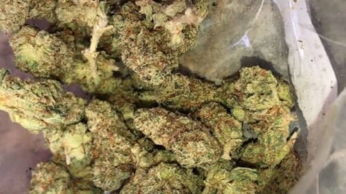 Khalifa Kush (Hybrid) - Image 295
