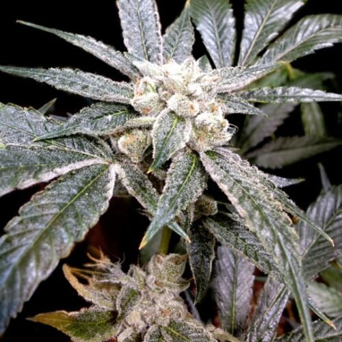 Buy El Fuego Marijuana Seeds Online Canada