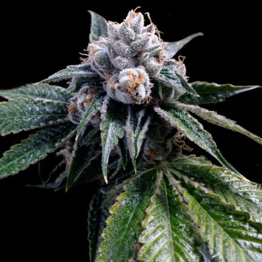 Buy Lemon Walker Seeds Online Canada