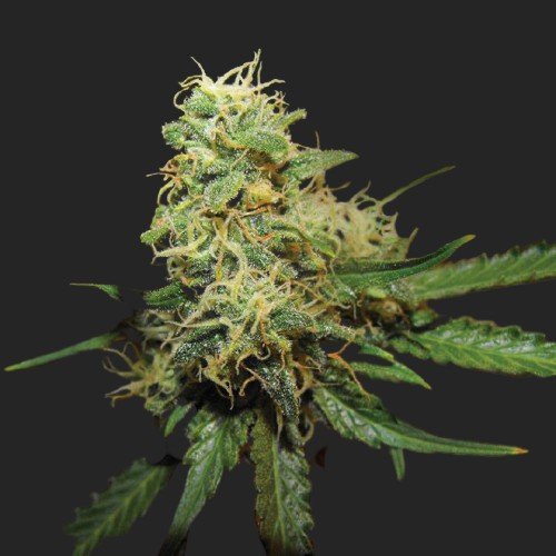 Buy R.K.S. Marijuana Seeds Online Canada