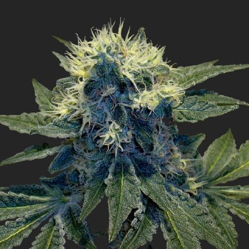 Buy Sharksbreath Marijuana Seeds Online