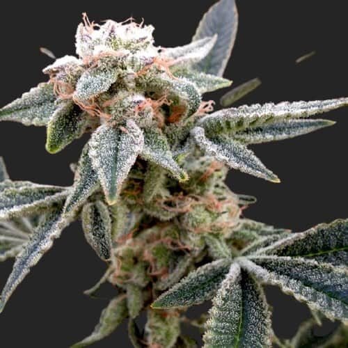 Buy White Alien Marijuana Seeds Online Canada
