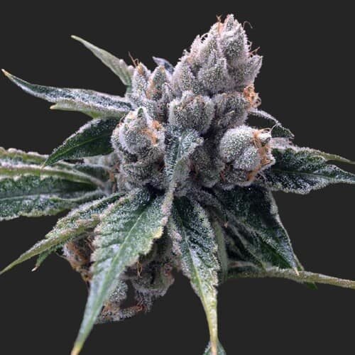 Buy White Walker Kush Marijuana Seeds Online Canada