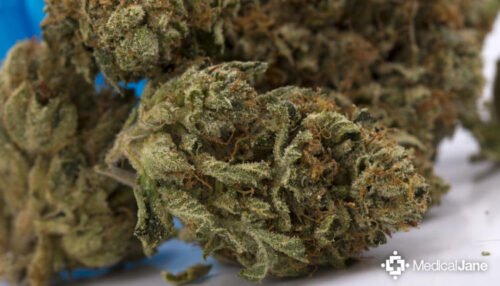 Order Agent Orange (AA) Online Canada - Image 73