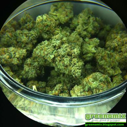 Order Agent Orange (AA) Online Canada - Image 76