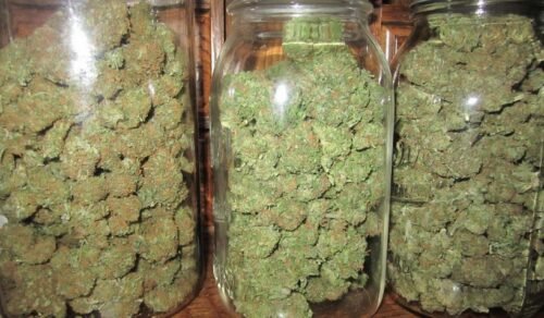 Buy Sour OG Online Canada - Image 36