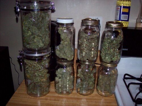 Order Agent Orange (AA) Online Canada - Image 66