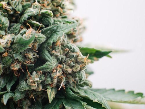 Khalifa Kush (Hybrid) - Image 312