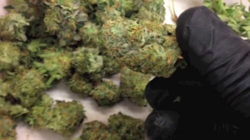 Buy Sour OG Online Canada - Image 79