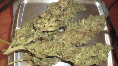 Order Agent Orange (AA) Online Canada - Image 49