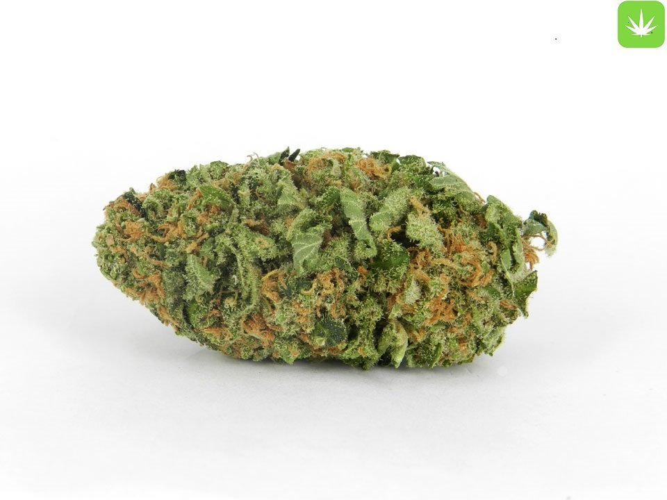 Order Northern Lights #2 Hybrid Online Canada