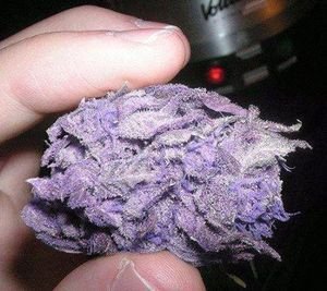Buy Purple Kush Online Canada