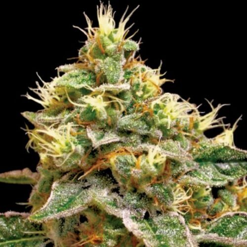Buy Confidential Cheese Feminized Marijuana Seeds Online Canada