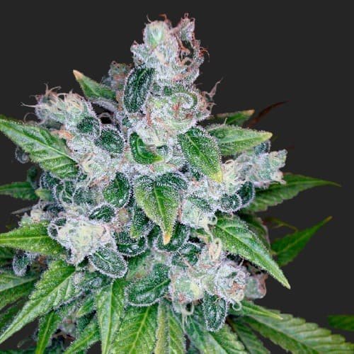 Buy Kosher Dawg Marijuana Strain Seeds Online Canada