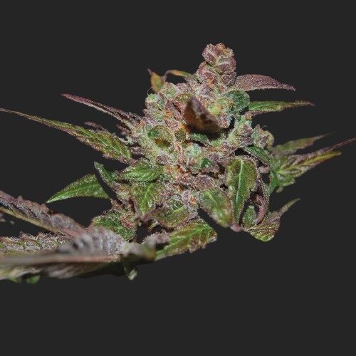 Buy Purple Wreck Seeds Online Canada