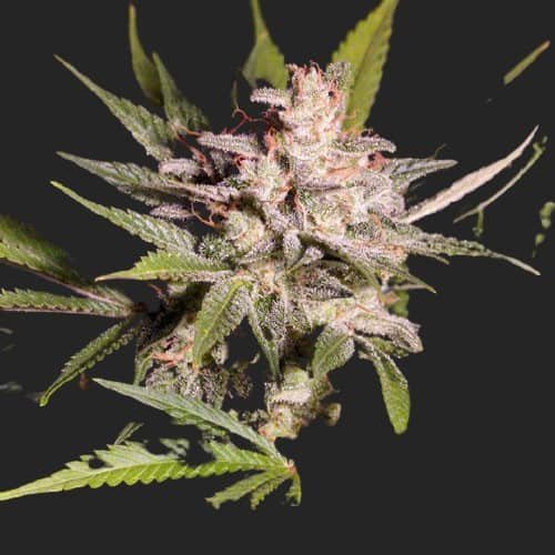 Buy Silver Bubble Marijuana Seeds Online Canada