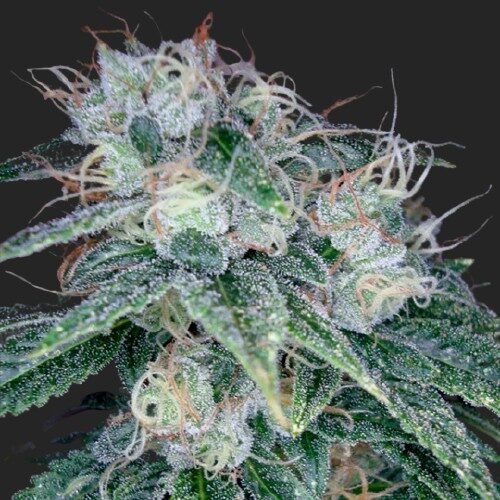Buy Sour Diesel Marijuana Seeds Online Canada
