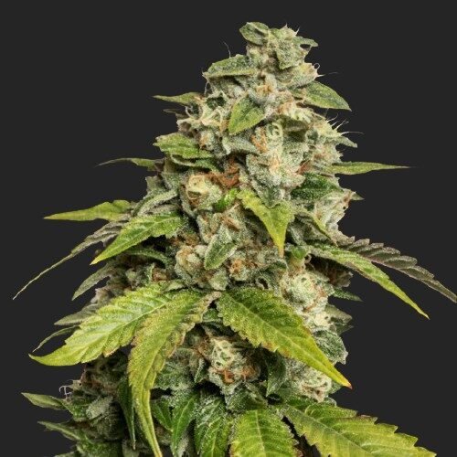 Buy Sour Kush Marijuana Seeds Online Canada