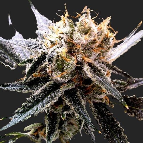 Buy Sour Tangie Marijuana Seeds Online Canada