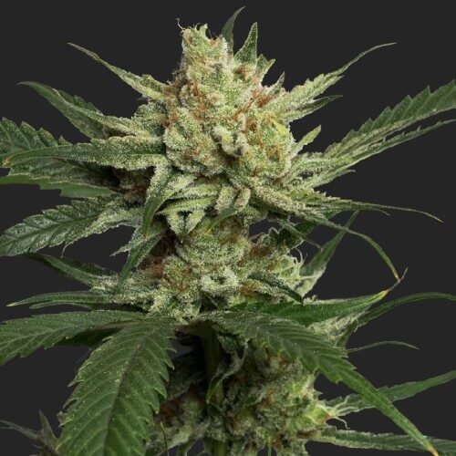 Buy Strawberry Banana Marijuana Seeds Online Canada