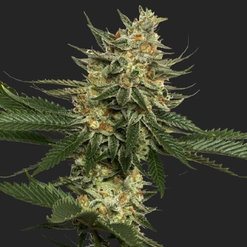 Buy Tangie Marijuana Seeds Online Canada