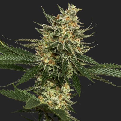Buy Tangie Marijuana Seeds Online Canada