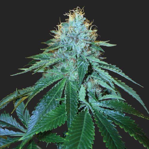 Buy The OG #18 Marijuana Strain Seeds Online Canada
