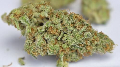Order Agent Orange (AA) Online Canada - Image 17