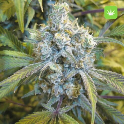 Buy Super Silver Haze (Hybrid) Online Canada - Image 2