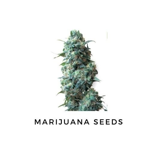 Marijuana Seeds