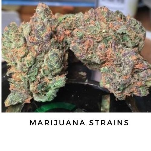 Marijuana Strains