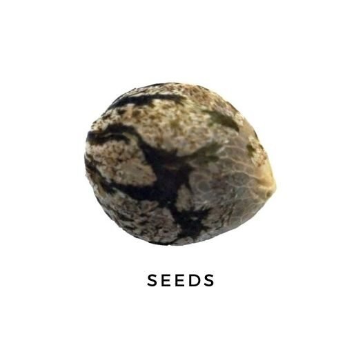 Seeds