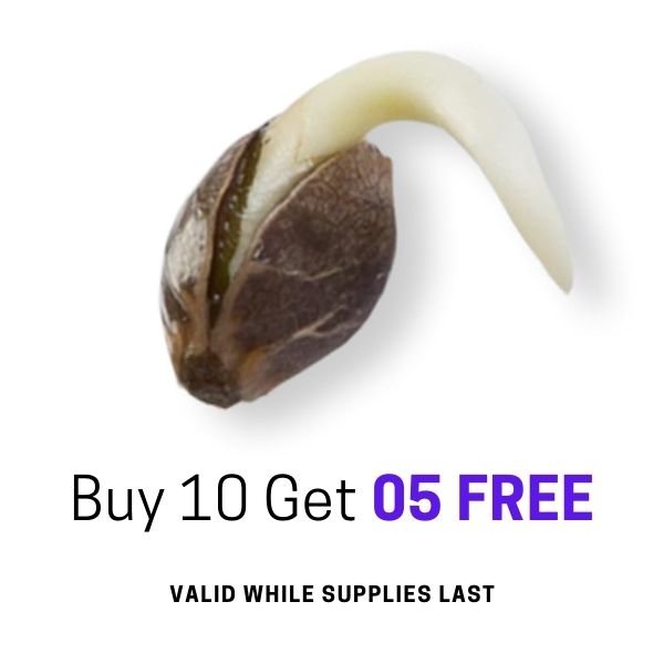Wholesale THCA flower products in Canada