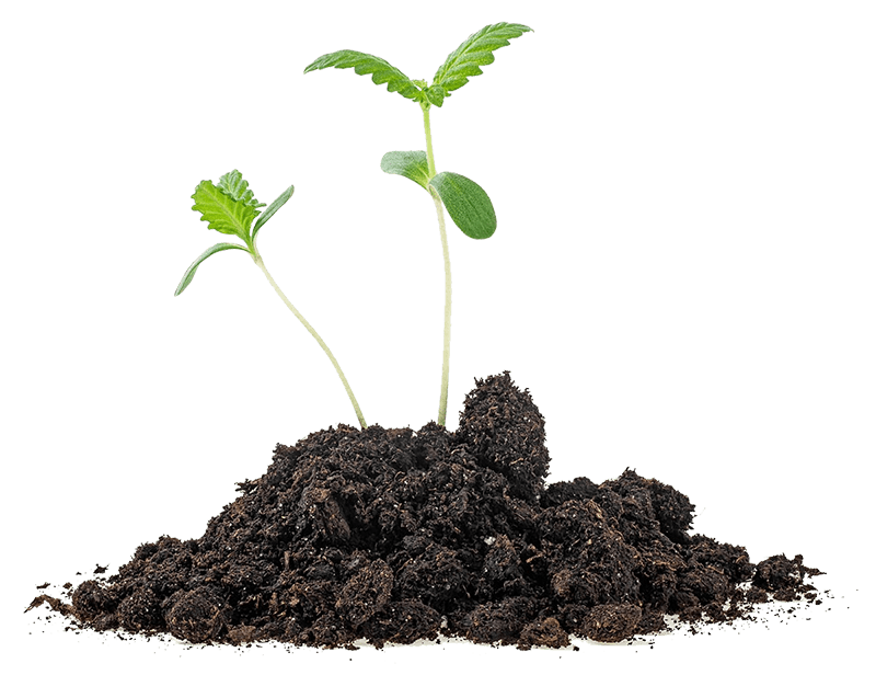 Wholesale THCA flower product categories from Wholesale THCA Canada