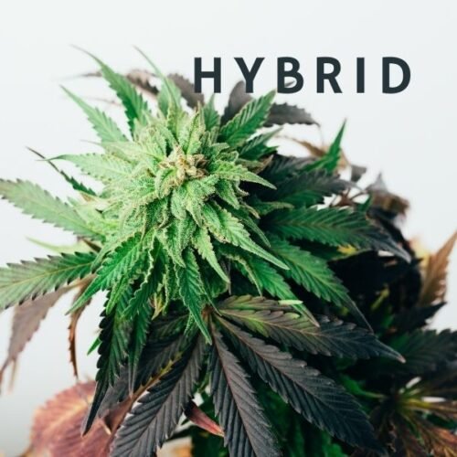 Hybrid