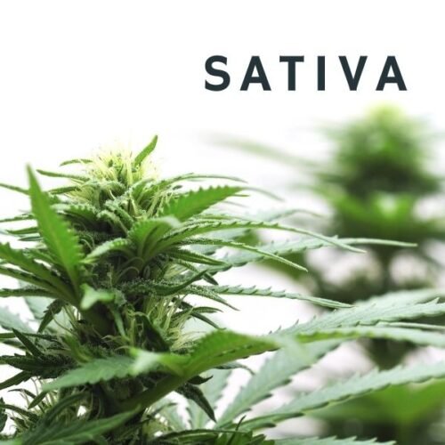 Sativa