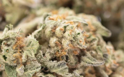 Astroboy THCa Hemp Flower