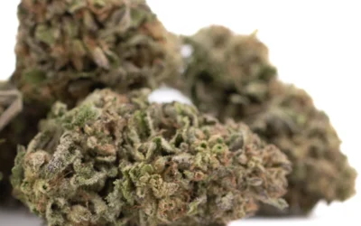 Bolor Tartz THCa Hemp Flower