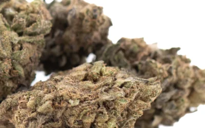 Cherry Truffle THCa Hemp Flower